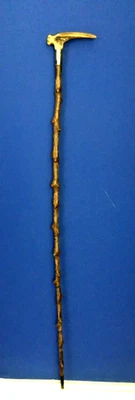 Antique Edwardian Period Blackthorn Wood Walking Stick Staghorn Handle W/ Silver - Image 1 of 4