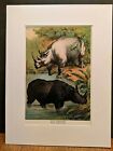 1880 HenryJ Johnson Whie Indian Rhinoceros Plate XXXV Ungulata  Art Print Matted