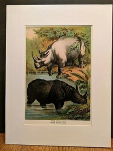 1880 HenryJ Johnson Whie Indian Rhinoceros Plate XXXV Ungulata  Art Print Matted - Picture 1 of 6