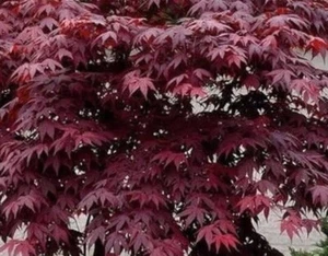 5 Semillas de Arce Japonés - Acer palmatum Bloodgood - hojas rojas - Imagen 1 de 1