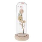 Romantic Dried Flower Plant Ornament Micro Landscape Glass Cover