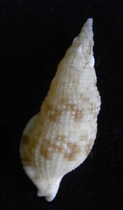 seashell Colubraria tortuosa 28-38mm Gem/F+++ - Picture 1 of 3