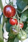 BIO Tomate Dark Galaxy 25+ Samen mittelgroß süß, aromatisch, saftig