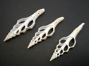 3 Center Cut Spindle Shells 4-5" White Seashell Beach Crafts Nautical Decor. - Picture 1 of 6