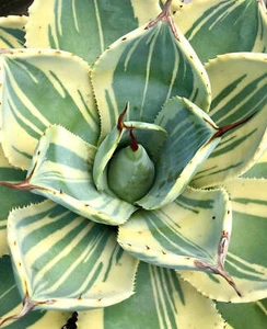Agave parryi var truncata cv 'Lime streak' BUNT - - VARIEGATA - Bild 1 von 4