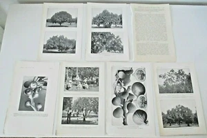  Antique 10 Photos 1900 USDA Yearbook Capri Fig Tree - Picture 1 of 9