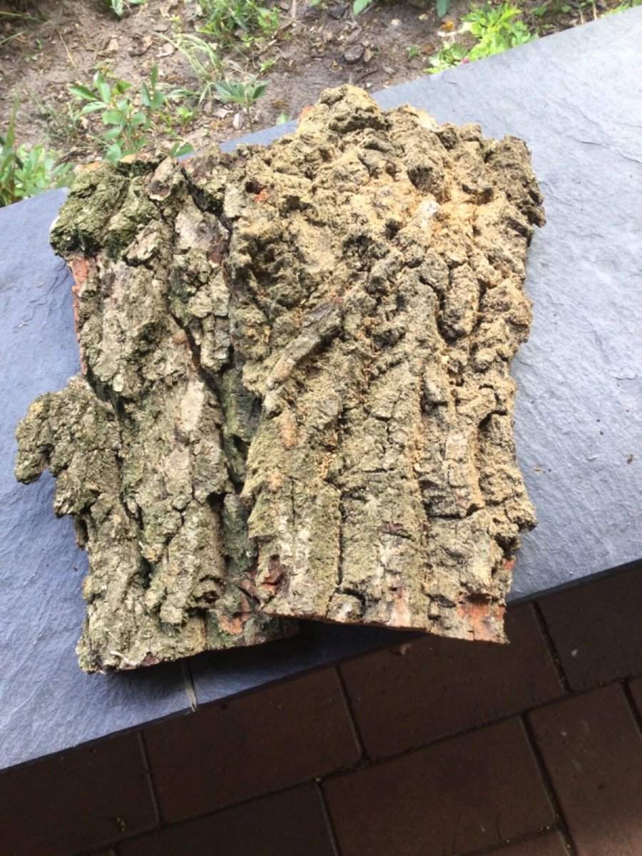 Eichenrinde (Quercus Robur) Badekräuter – 2 X 50g Packung, Für Badezusatz