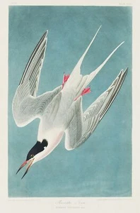 Impresión de arte de pared póster de pájaro americano vintage de charrán rosado John James Audubon - Imagen 1 de 6
