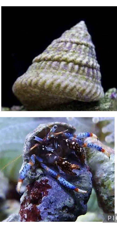 100 Mix And Match Blue Legs And Astraea Snails Clean Up Crew Saltwater Reef Tank - Image 1 of 1