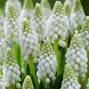 MUSCARI WHITE PEARL~GRAPE HYACINTHS~FLOWER BULBS FRAGRANT PERENNIAL SPRING BLOOM - Picture 1 of 3