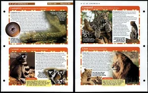 Lamprey - Lion #80 A-Z Animals, Animals, Animals Fact File Page - Picture 1 of 1