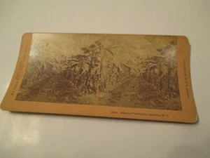 Banana Plantation Jamacia West Indies Stereoview Card - Picture 1 of 3