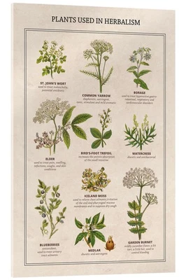 Acrylglasbild Heilpflanzen (englisch) - Vintage Educational Collection - Bild 1 von 4
