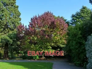 FOTO FLÜSSIGER BERNSTEINBAUM BELLE VUE PARK LIQUIDAMBAR STYRACIFLUA AUCH BEKANNT ALS T - Bild 1 von 1