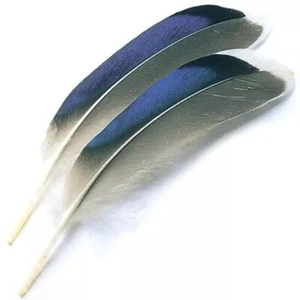 Mallard Duck Blue Wing Feathers 40 Pack 20 Left and 20 Right - Picture 1 of 1