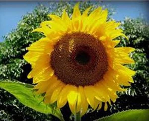 SUNFLOWER, MAMMOTH RUSSIAN, 500 SEEDS NEWLY HARVESTED, 7-10 Foot Tall - Picture 1 of 1