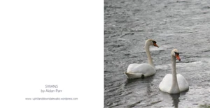 Greeting Card - Swans -# Staffordshire - blank inside 6" x 6" - Picture 1 of 3
