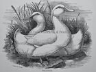 c1888 Antique Poultry Chicken Print PEKIN DUCK by Lewis Wright