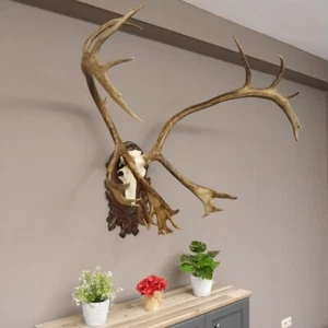 Ren Ciervo Antlers Trofeo De Cabeza En Placa De Trofeo Tallada Caribú - Imagen 1 de 12