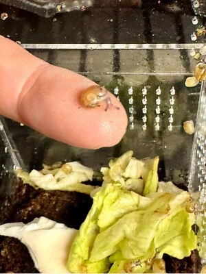 35 + 婴儿花园蜗牛螺旋阿斯珀萨全新孵化婴儿蜗牛陆地蜗牛 — 第 1/4 张图片