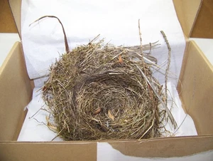 Authentisches gewebtes Vogelnest ~ ein echtes verlassenes Nest aus Oregon ~ zu cool! - Bild 1 von 7