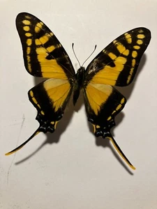 Insecto real/mariposa/polilla propagada B2510 raro Papilio Eurítides marchandi: - Imagen 1 de 3