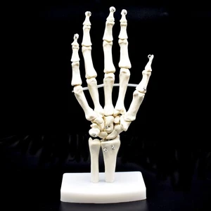 Human Hand Skeleton Model on Base, Hand Bone,Life Size, Articulated - Picture 1 of 4