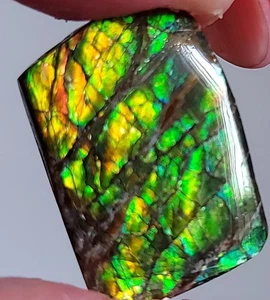 Piedra recubierta de amonita ammolita 23,5x16x4 mm 19291 - Imagen 1 de 5