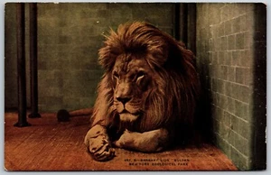 Postcard New York City Zoological Park Barbary Lion Sultan - Bild 1 von 2
