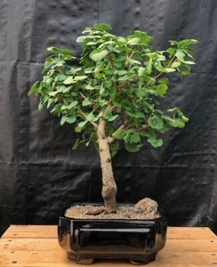 Ginkgo Bonsai Tree 17"H Outdoor Deciduous Ginkgo Biloba Mariken Beginner Bonsai - Picture 1 of 2