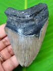 MEGALODON SHARK TOOTH - 3.65 INCHES - SHARK TEETH - REAL FOSSIL - MEGLADONE