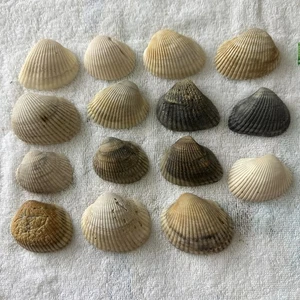 Conchiglie marine da Space Coast Florida grande quantità 15 - Foto 1 di 4