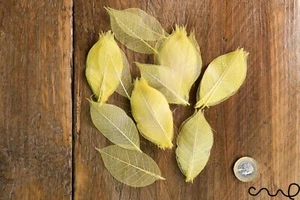 100 x Natural Skeleton YELLOW Rubber Leaves Approx 2"/6-8 cm Craft Wedding Card - Picture 1 of 7