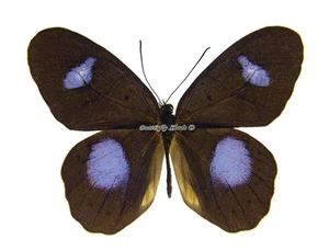 Unmounted Butterfly/Nymphalidae - Pierella hortona, male, Peru - Picture 1 of 2