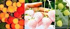 Jetzt pflanzen ! Set : Winterfester Erdbeerbaum + weie + gelbe Erdbeere ❆ Samen