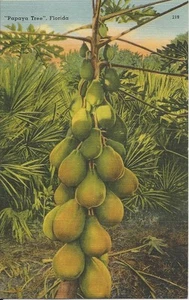 Postcard FL Florida Papaya Tree Linen 1949 MINT - Picture 1 of 1