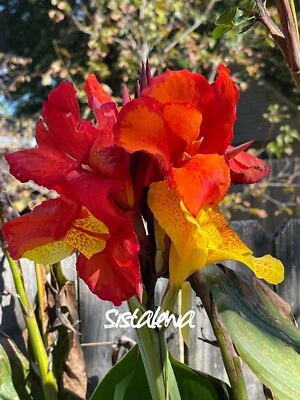 Canna Cleopatra (2) Lily Rhizome 灯泡 ~ 变色 — 第 1/4 张图片