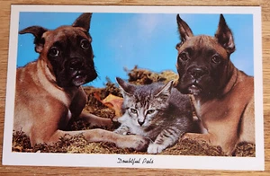 Doubful Pals Welpen & Kätzchen Postkarte PC 60er Jahre Curteich - Bild 1 von 1