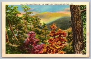Postkarte Little Bald Mountain The Great Smoky Mountains Nationalpark Thompson - Bild 1 von 2