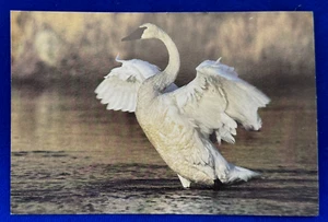 Vintage Trumpeter Swan Largest Waterfowl The Nature Conservancy Postcard - Picture 1 of 2
