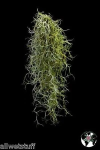 Musgo Español Vivo Florida Roble Fresco Decorativo Floral Artesanía Aire Planta Seca - Imagen 1 de 3