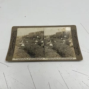 VINTAGE Photo Photograph Rose George Stereograph Stereoscopic Japan Plantation - Foto 1 di 3