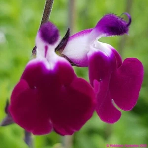 Salvia greggii Amethyst Lip Dyspurp Lip Series Green Foliage Purple/White Flower - Picture 1 of 6