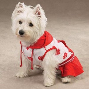 tennis outfit for dogs