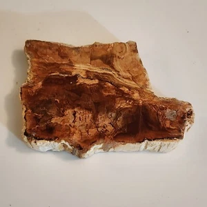 KCGS versteinerte Holzplatte aus Madagaskar US VERKÄUFER #0132 - Bild 1 von 9