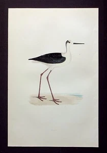 STILL, ornitológico antiguo original, estampado de aves, MORRIS, 1896 - Imagen 1 de 2