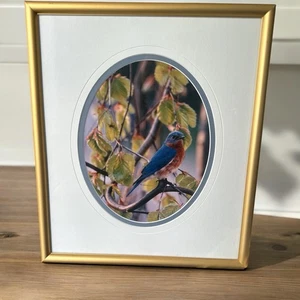 Carl R. Sams II Loon Photo Blue Bird Tree Branch Professionally Framed & Signed - Picture 1 of 9