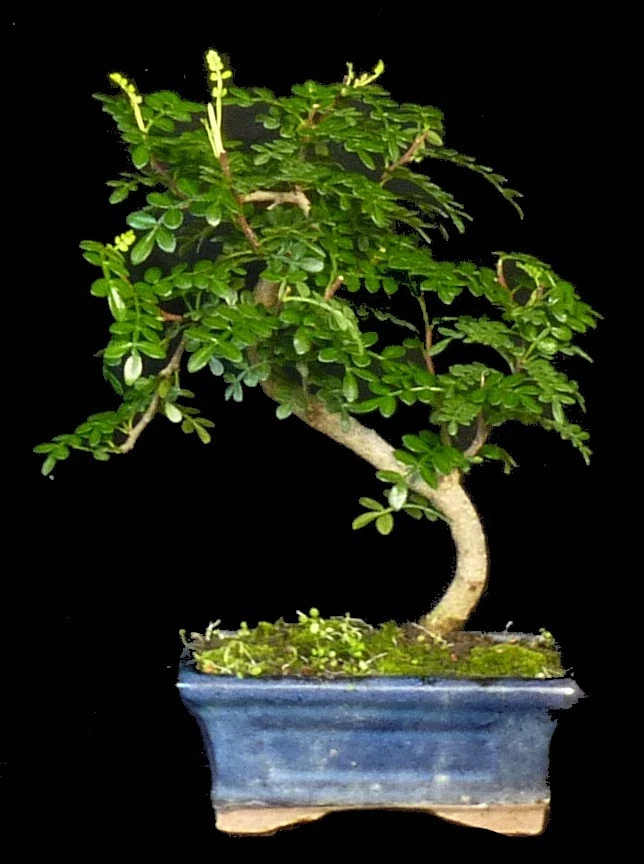 Bonsai - Zanthoxyllum piperitum - Pfefferbaum - 21 cm - SHOHIN - #5393 - Bild 1 von 1