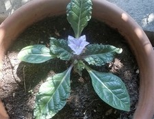 MANDRAGORA AUTUMNALIS - 10 SEMI - PIANTA DELLE STREGHE- HARRY POTTER ESOTERISMO
