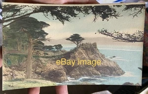 ca.1920’s CYPRESS TREE on Monterey, Calif 17 Mile Drive Hand-Colored PHOTOGRAPH - Picture 1 of 3